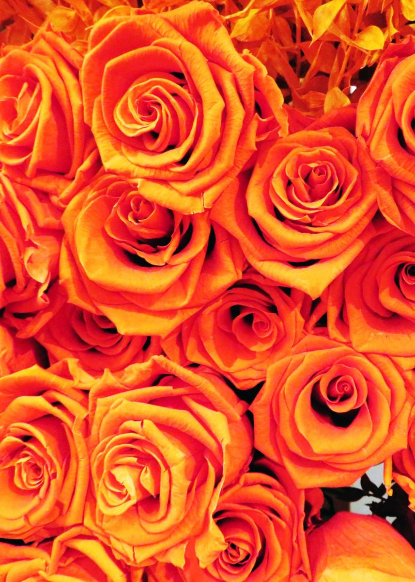 'Orange Roses' Poster, picture, metal print, paint by Juliana RW | Displate