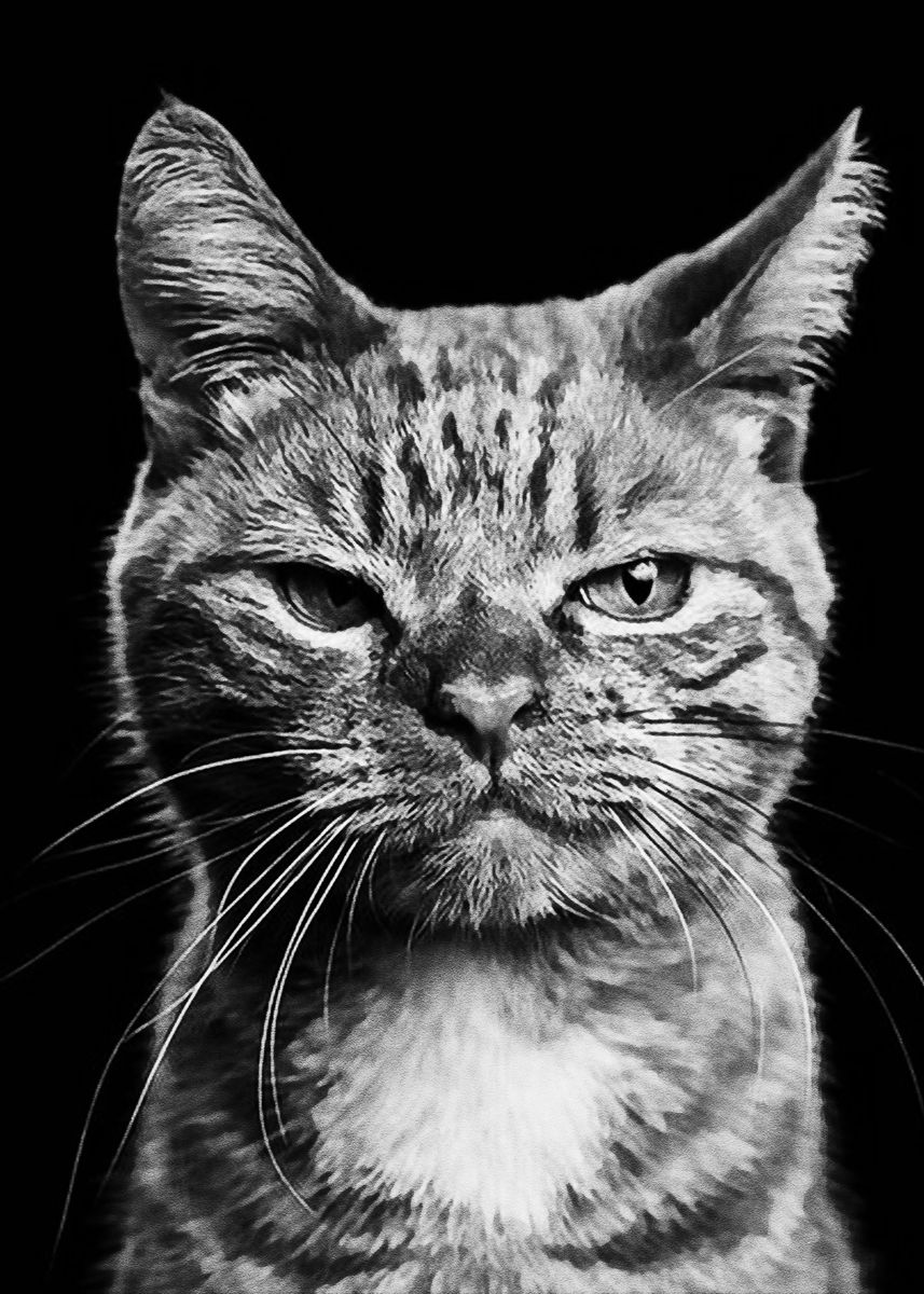 Black Meme Cat Poster Picture Metal Print Paint By Coffee Design black-meme-cat-poster-picture-metal-print-paint-by-coffee-design