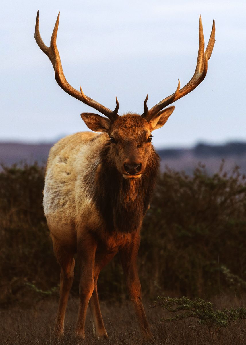 'Elk' Poster by Purple Haze | Displate