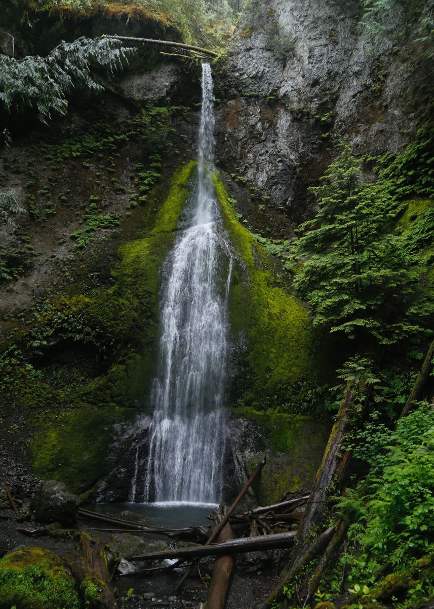 'Olympic National Park' Poster, picture, metal print, paint by Explore ...