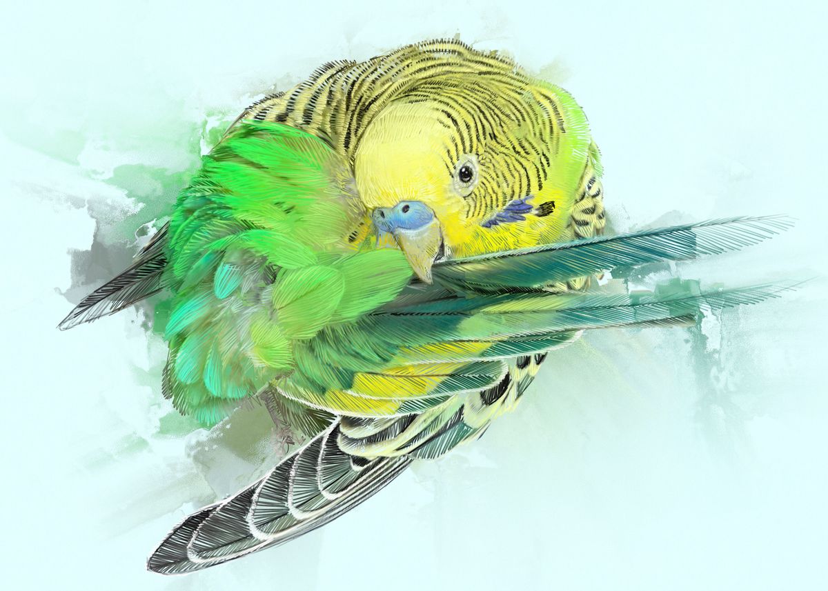 'Budgie Portrait No12' Poster by Bloom Florence | Displate