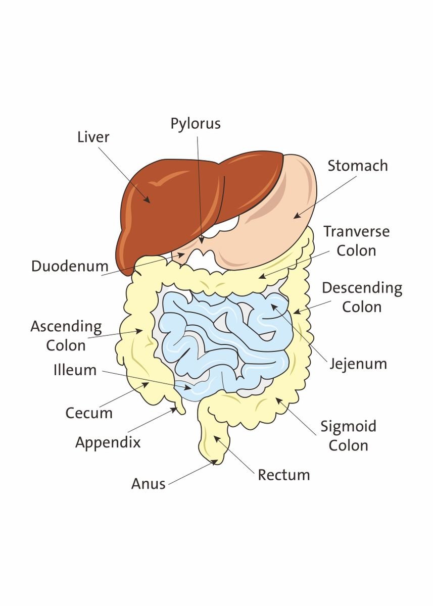 'Digestive anatomy' Poster, picture, metal print, paint by Kevin Ronald ...