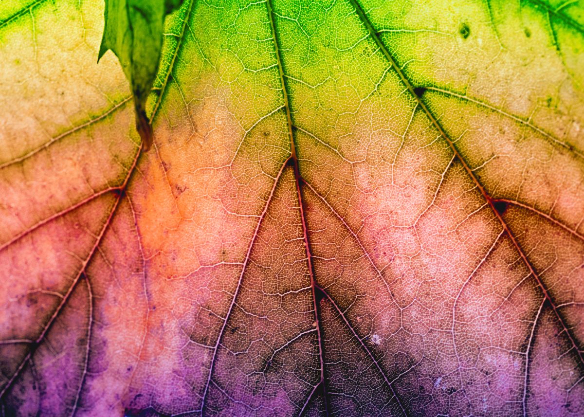 'Beautiful leaf' Poster by MalCinga Displate