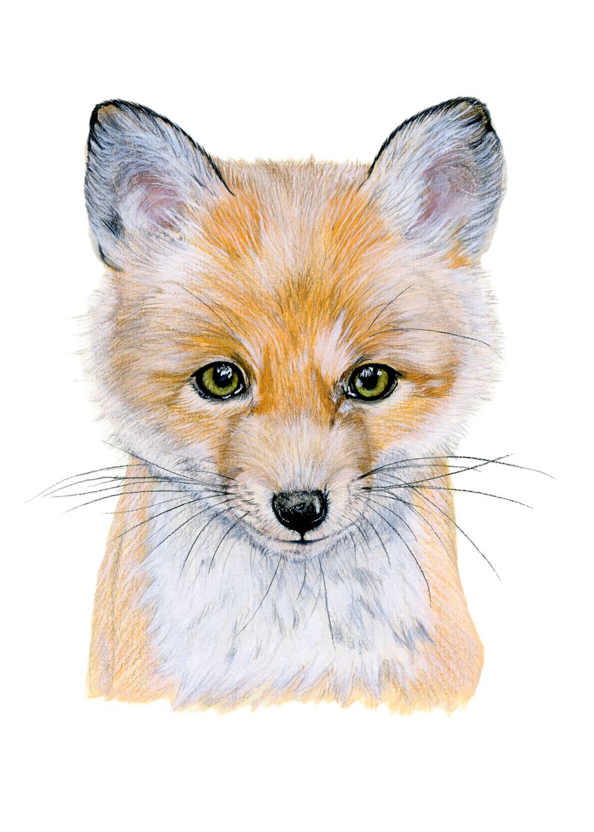 'Baby red fox portrait' Poster, picture, metal print, paint by ...