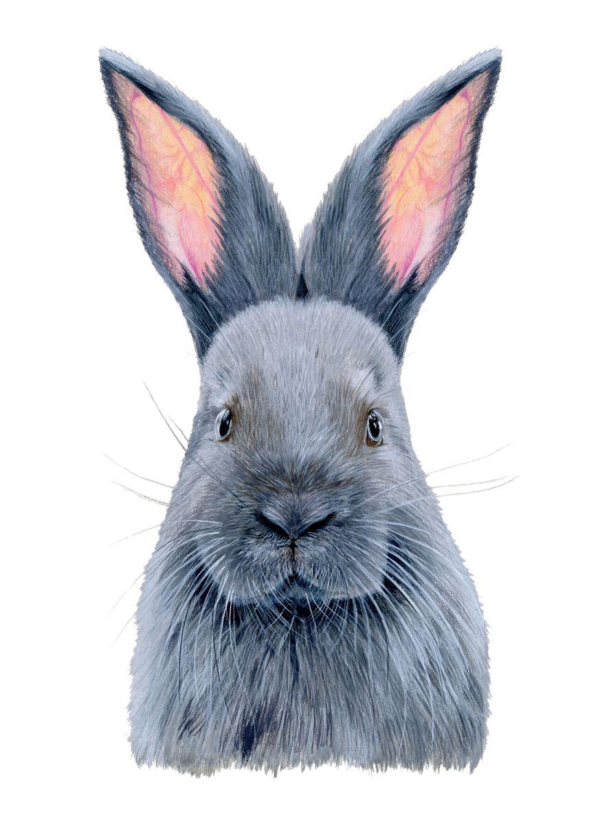 'Baby rabbit portrait' Poster, picture, metal print, paint by Volodymyr ...