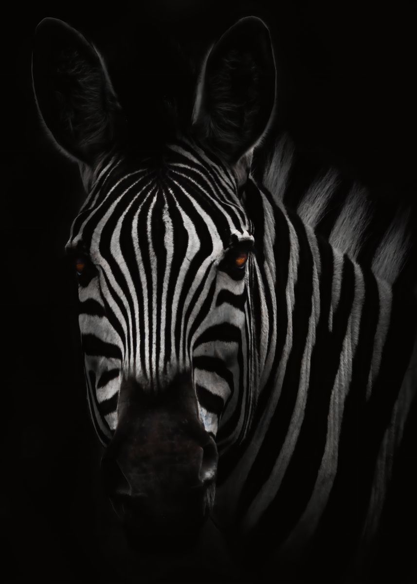 'Zebra' Poster, picture, metal print, paint by NTx Photography | Displate