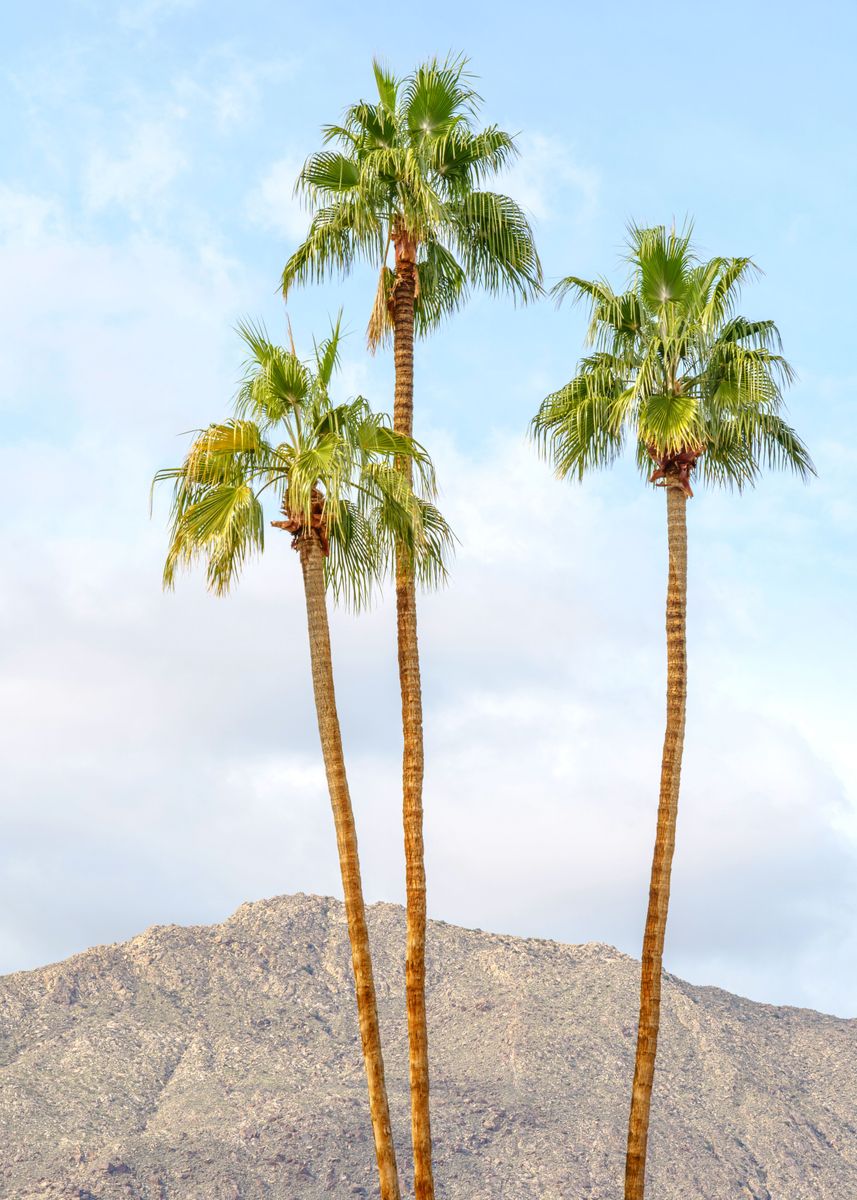 'Palm Springs Palm Trees' Poster by anthony Londer Displate