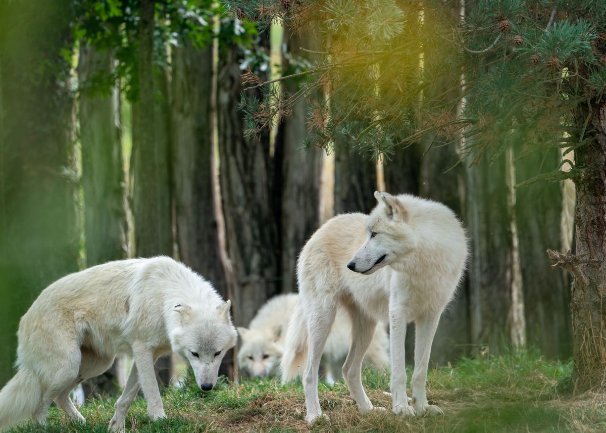 'white wolf' Poster by Anthony C | Displate