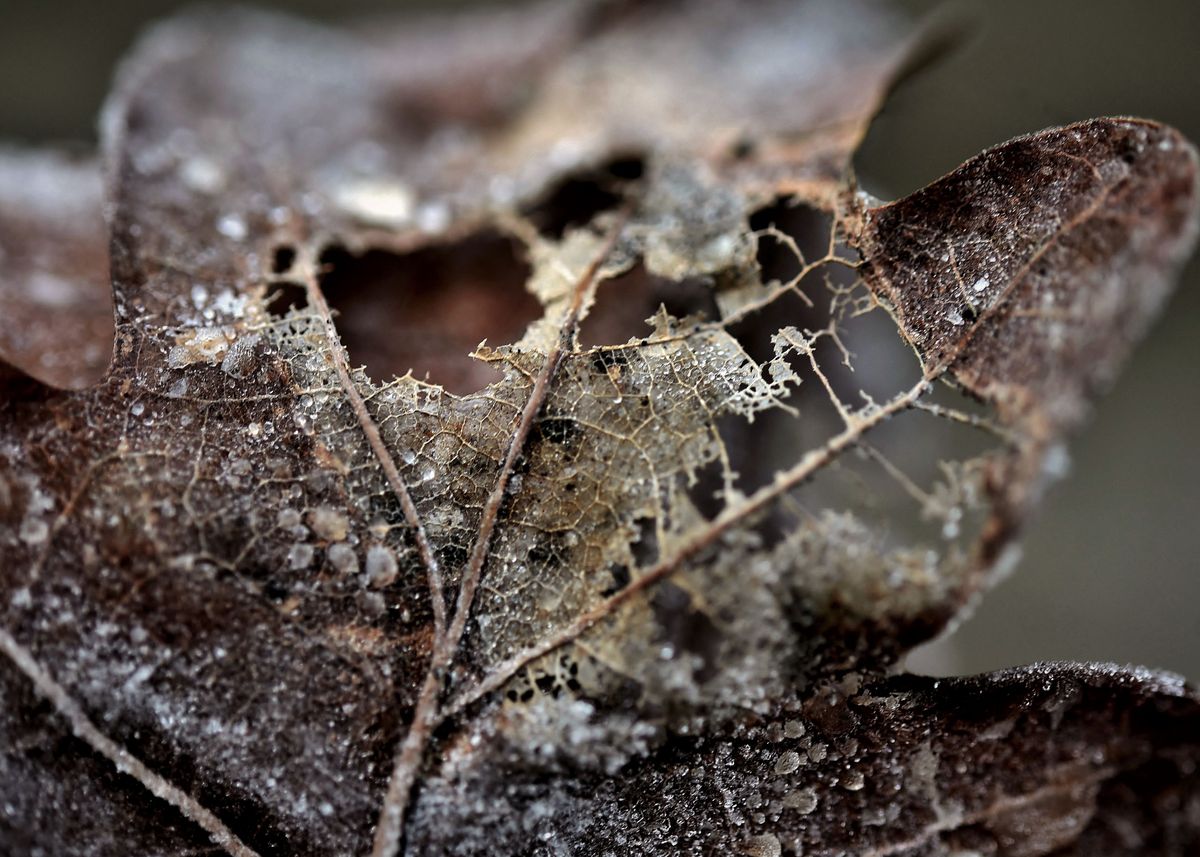'A frozen broken leaf' Poster by Fredrik Lindblom | Displate