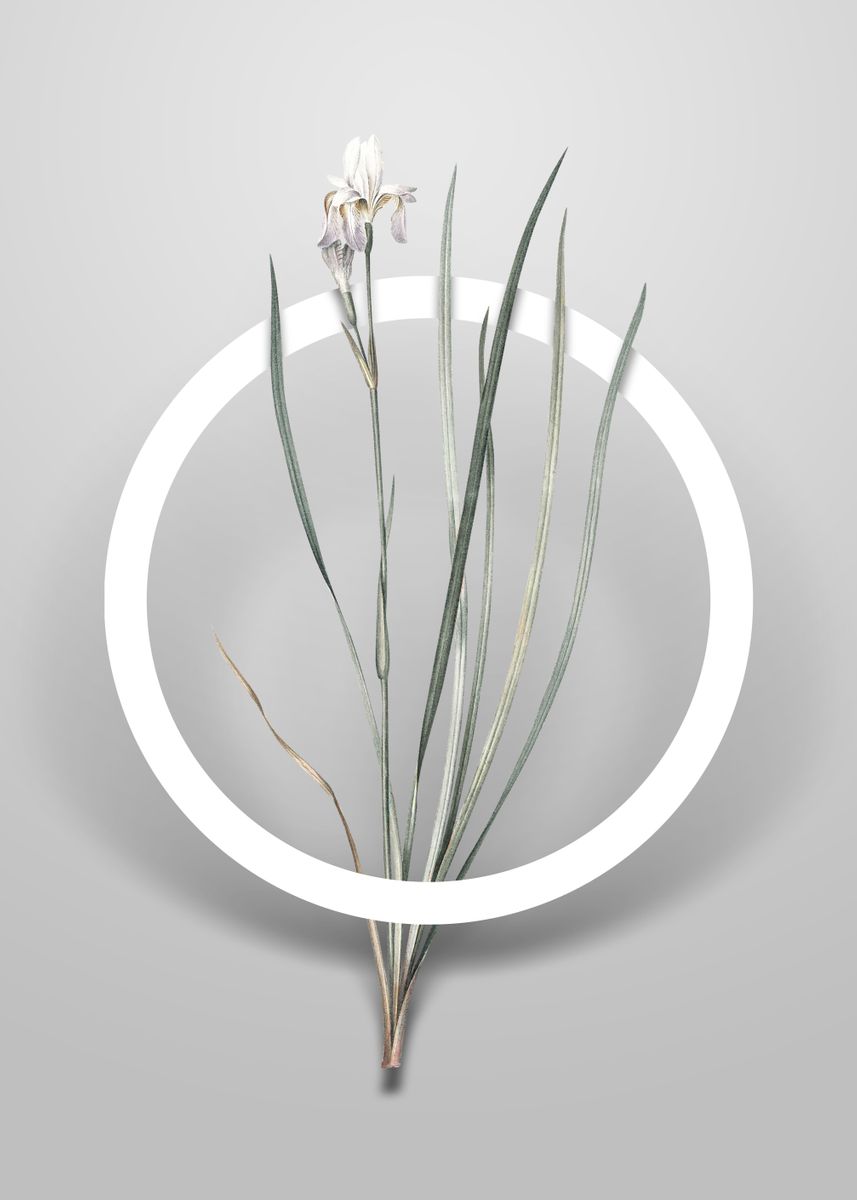 &lsquo;Siberian Iris Flower Art&rsquo; Poster, picture, metal print, paint by Holy