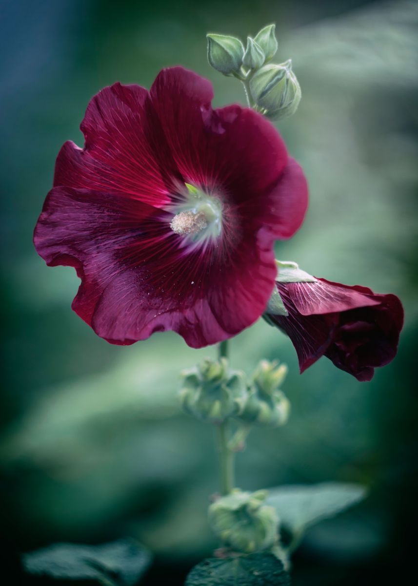 Purple Hollyhocks Poster By Anettastar Displate   Dc63a827157c9ede7db764d568fa23b9 280020864b3aa9d6c1aa21051e245141 