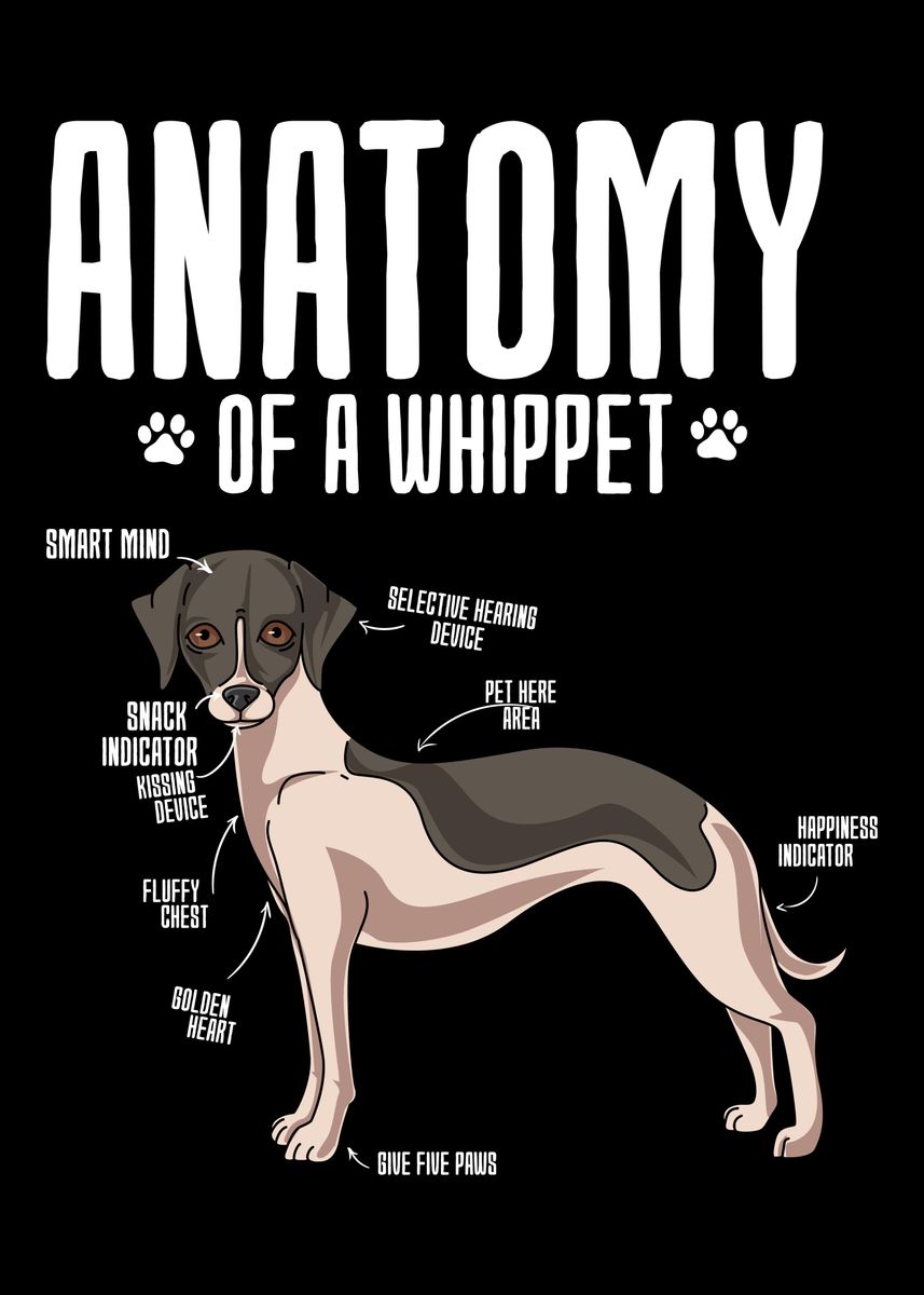 'Anatomy Of A Whippet' Poster, picture, metal print, paint by Hexor Displate