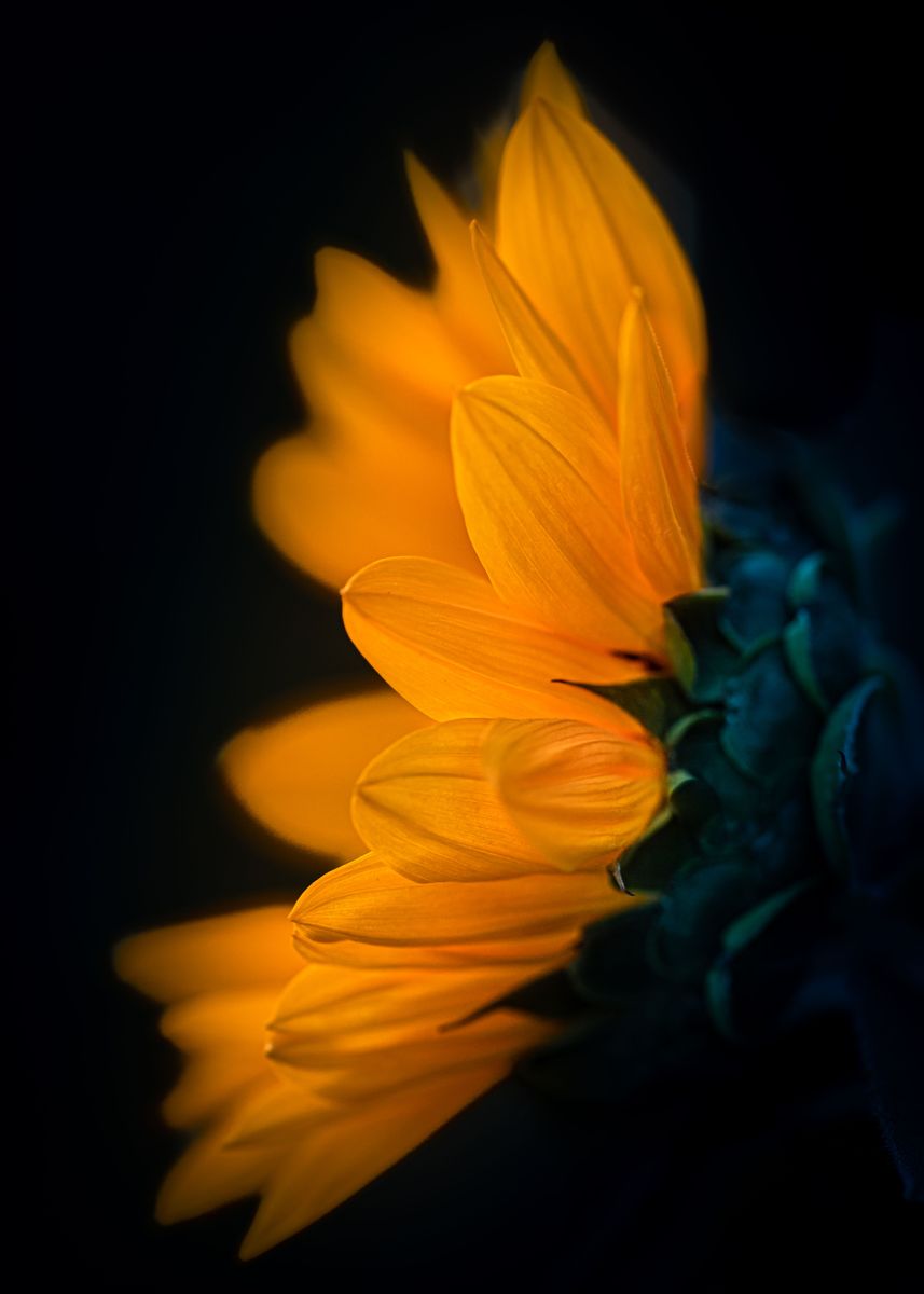 'Glowing sunflower' Poster, picture, metal print, paint by Wiktor ...