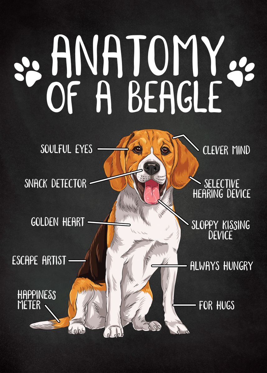 'Beagle Anatomy Dog' Poster, picture, metal print, paint by