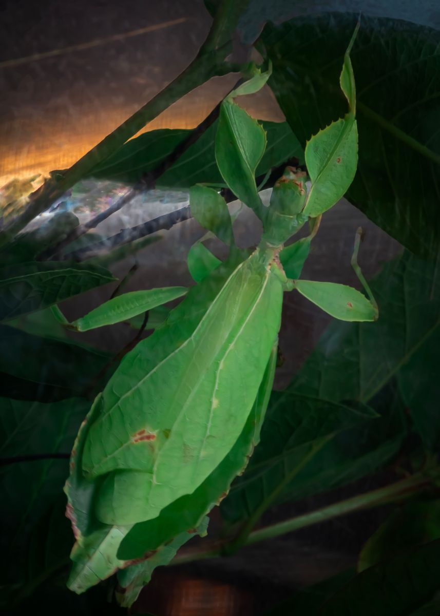 'bamboo Worm' Poster, Picture, Metal Print, Paint By Hanping Tseng 