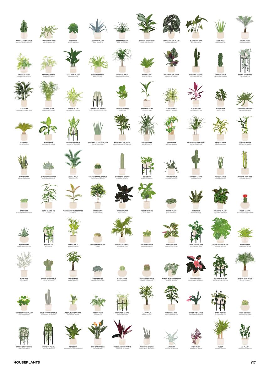 'Ultimate Houseplants Chart' Poster, picture, metal print, paint by aio ...