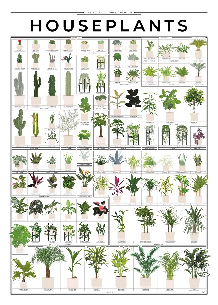 'Horticultural Houseplants' Poster, picture, metal print, paint by aio ...