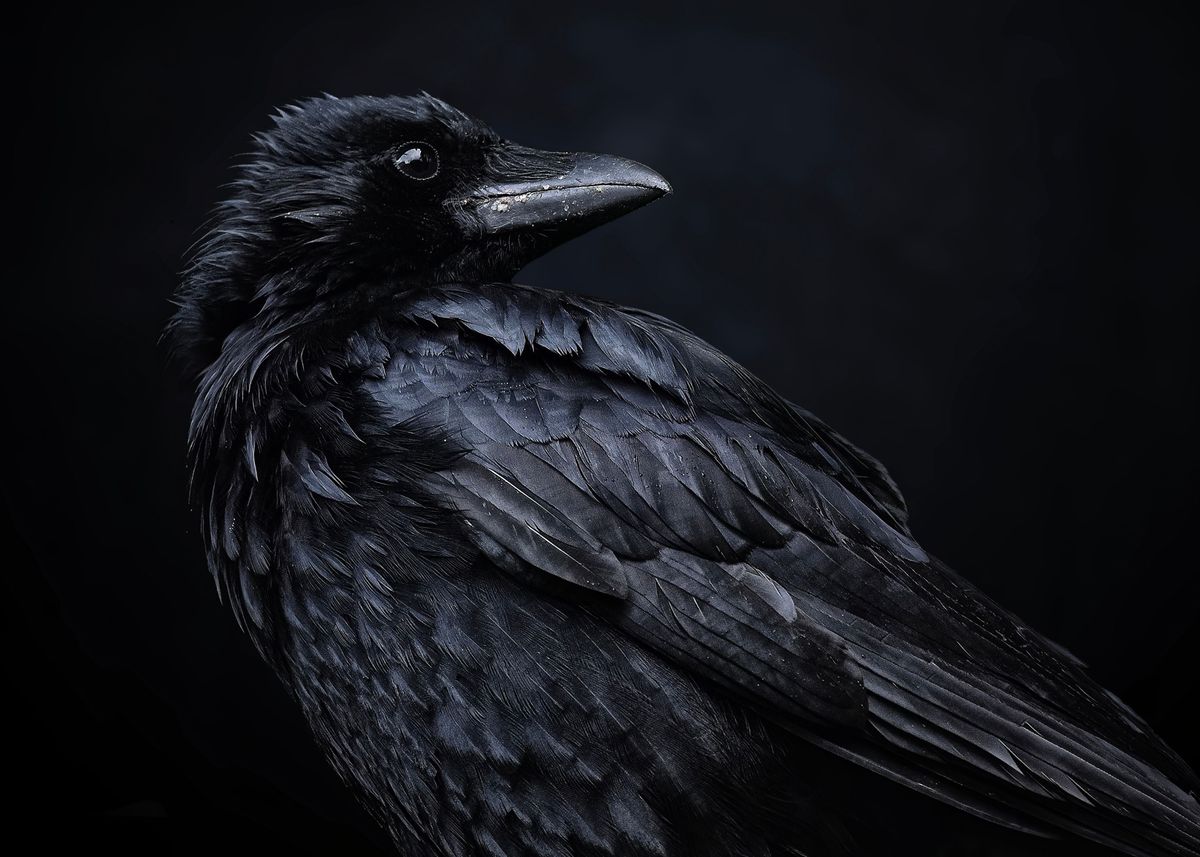 'Black raven' Poster by Alex | Displate