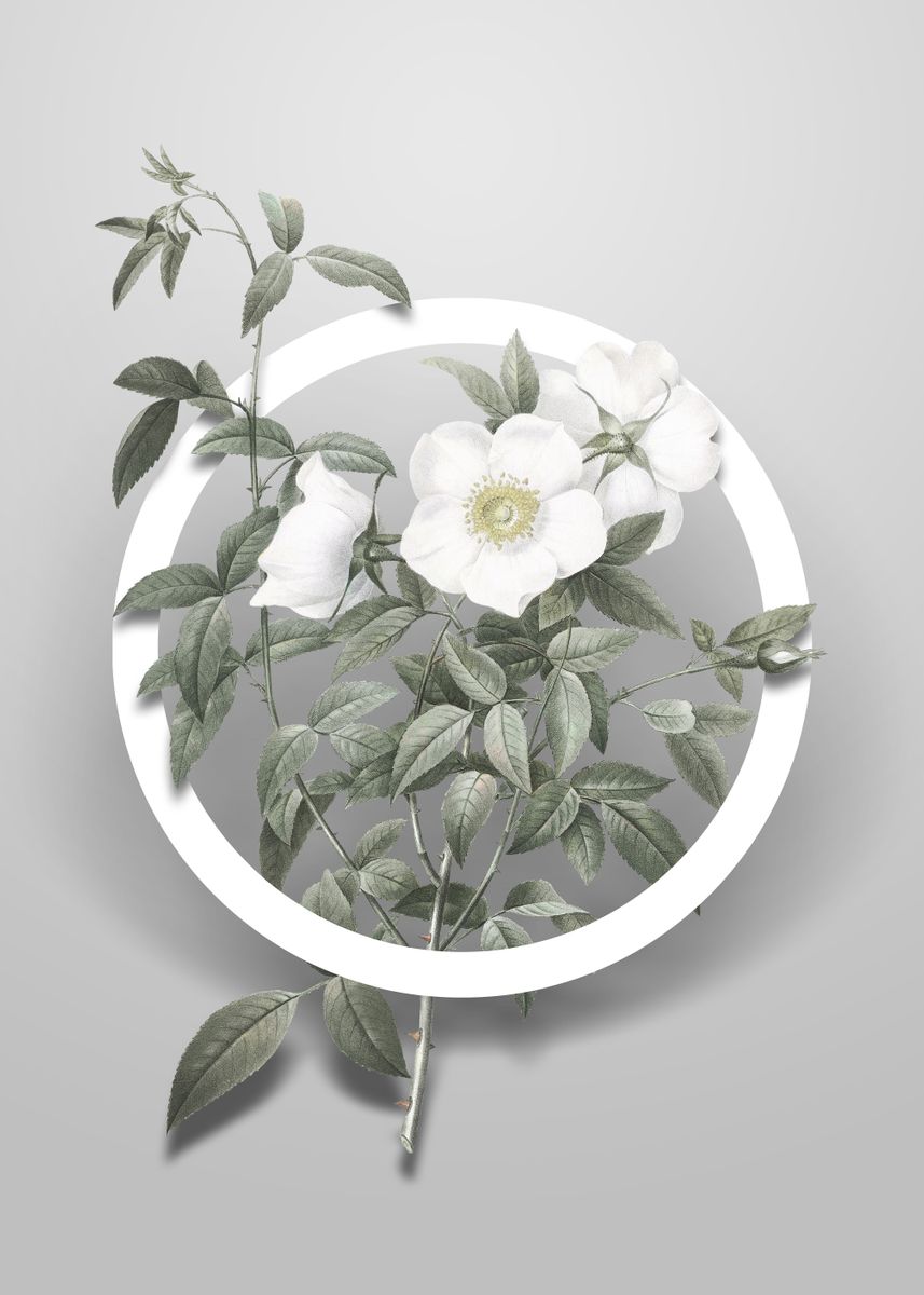 'White Rose of Snow Flower' Poster, picture, metal print, paint by Holy Rock Design | Displate