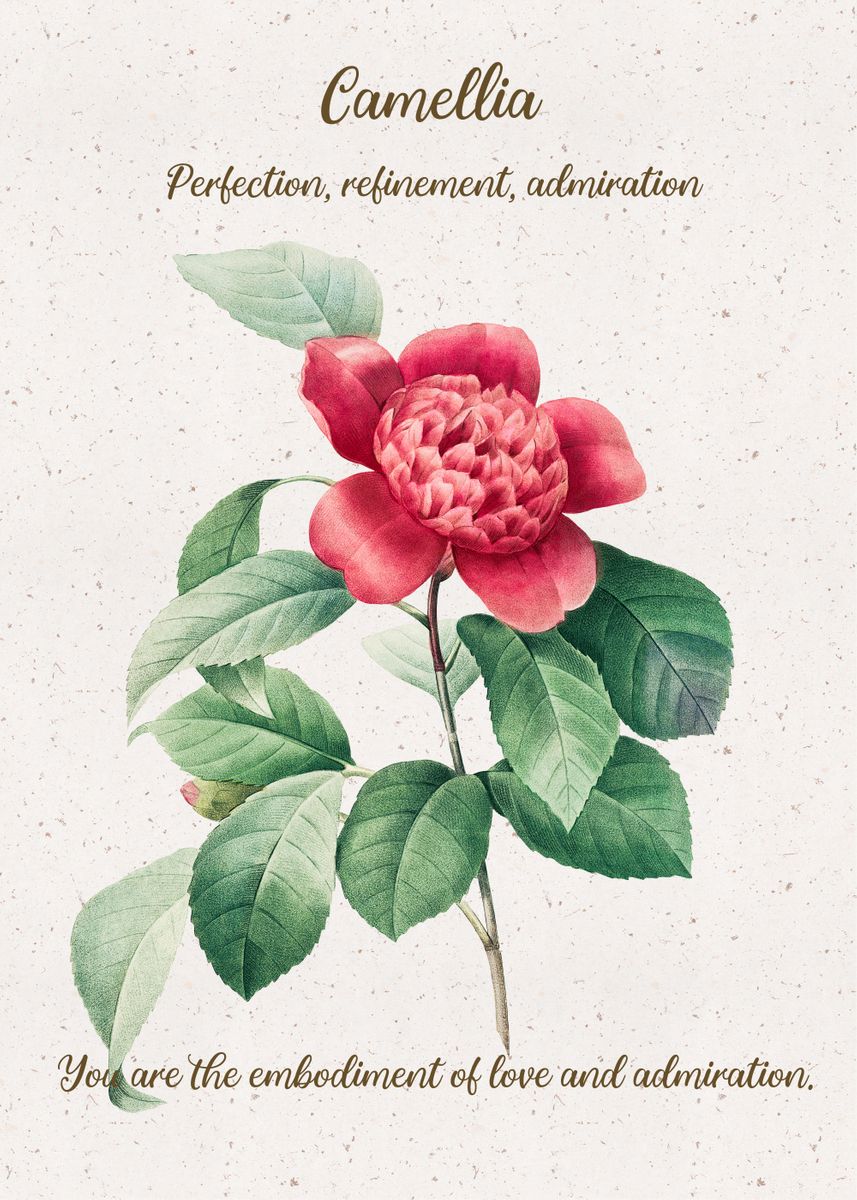 'Camellia Flower Language' Poster by XandYart Displate