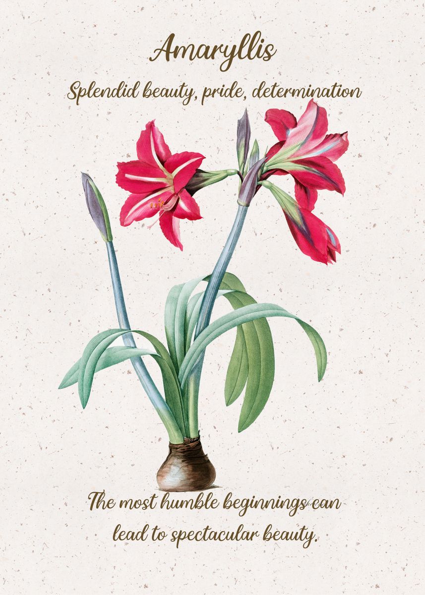 Amaryllis Flower Language Poster