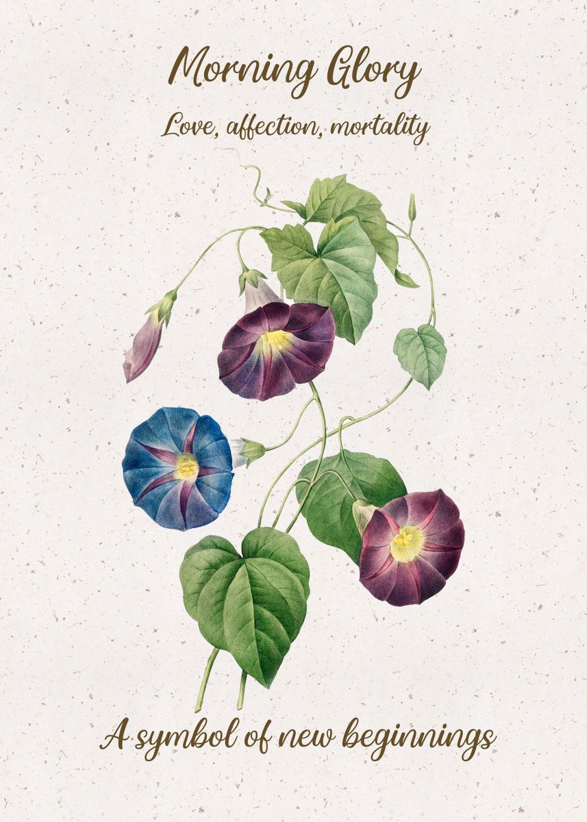 'Morning Glory Flower Langu' Poster by XandYart  | Displate