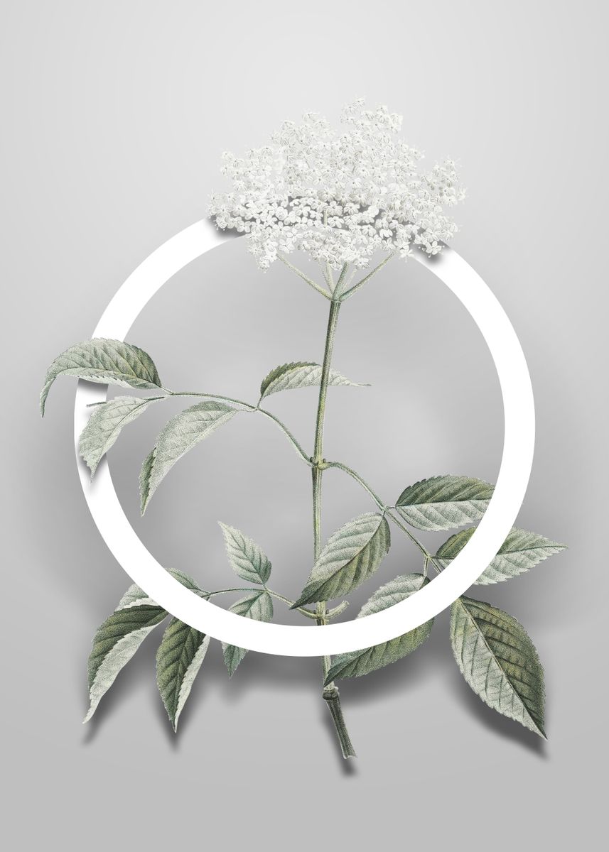 'Elderflower Tree Flower' Poster by Holy Rock Design | Displate
