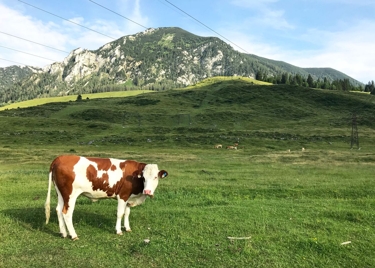 Cow Poster By DombaHitam Studio Displate cow-poster-by-dombahitam-studio-displate