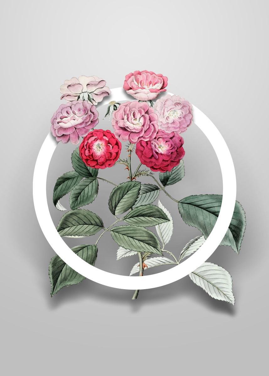 ‘Seven Sisters Rose Flower’ Poster by Holy Rock Design | Displate