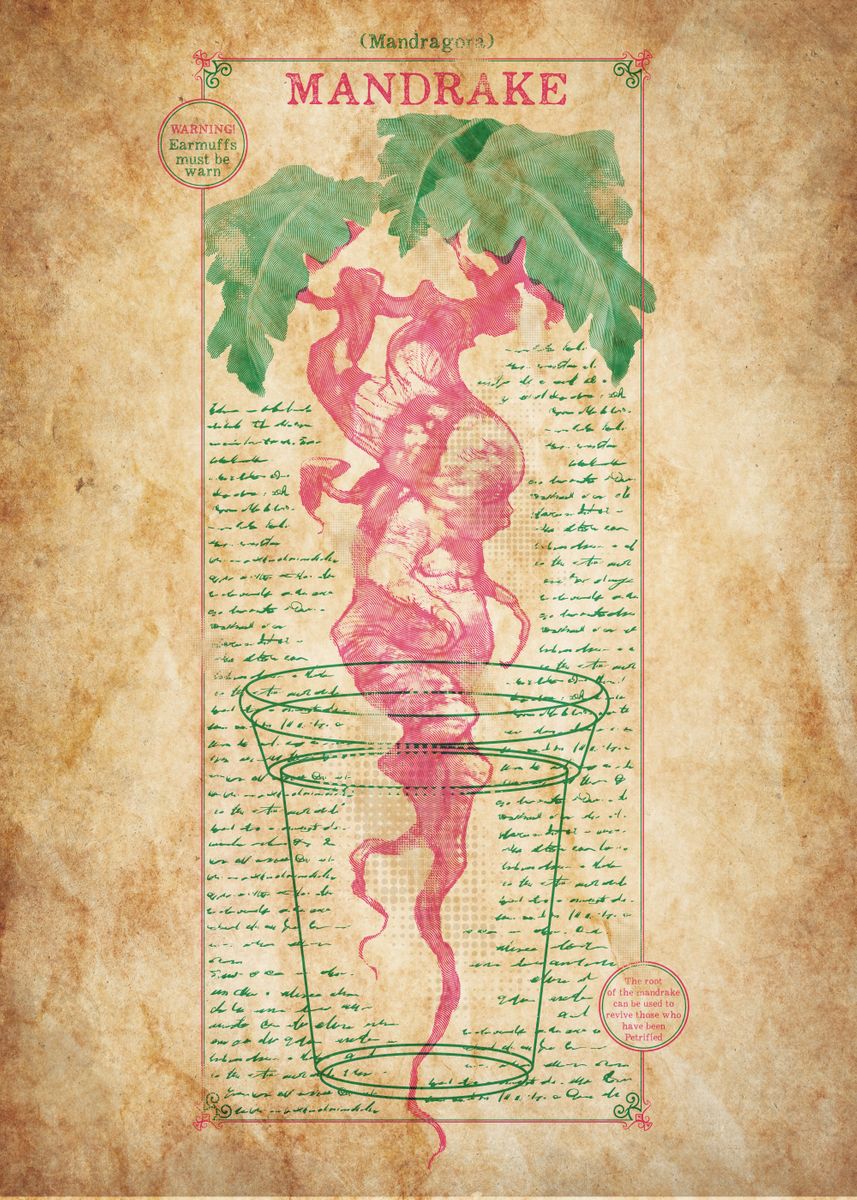 Poster The Mandrake - Herbology