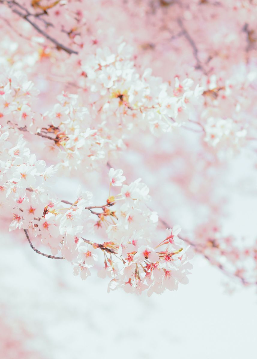 'Sakura White Flower' Poster by Wenda dari | Displate