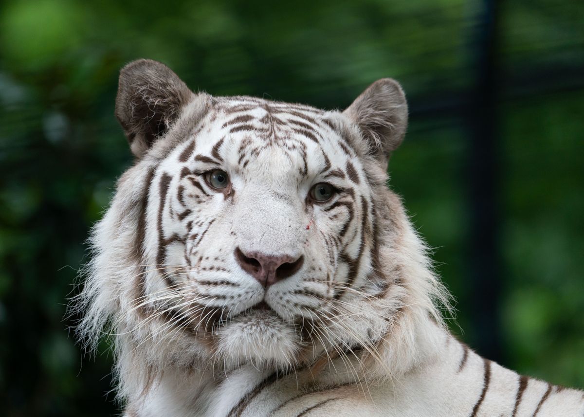 'Whiter tiger' Poster by Anthony C | Displate