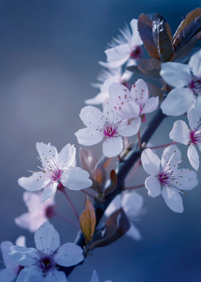 'Japanese cherry blossoms ' Poster, picture, metal print, paint by ...