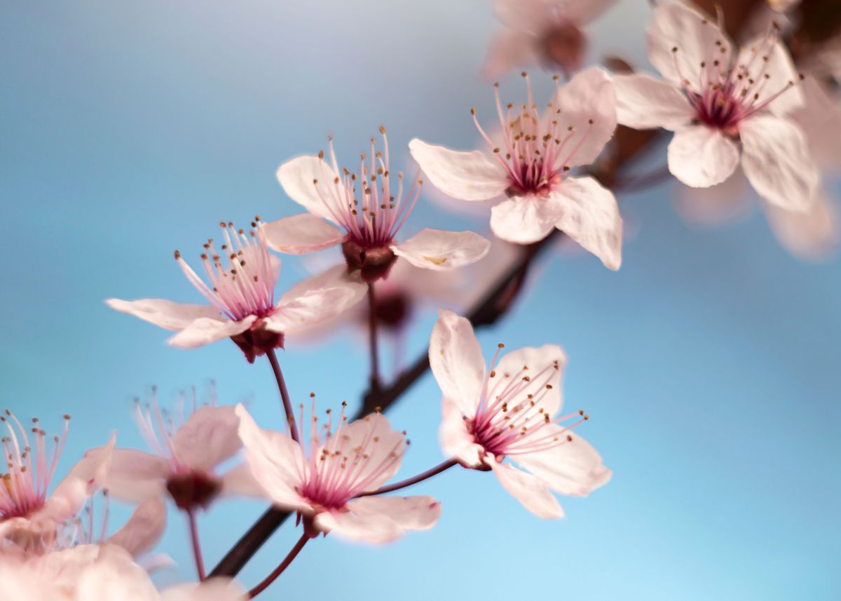 'Japanese cherry blossoms' Poster by Mycatherina | Displate