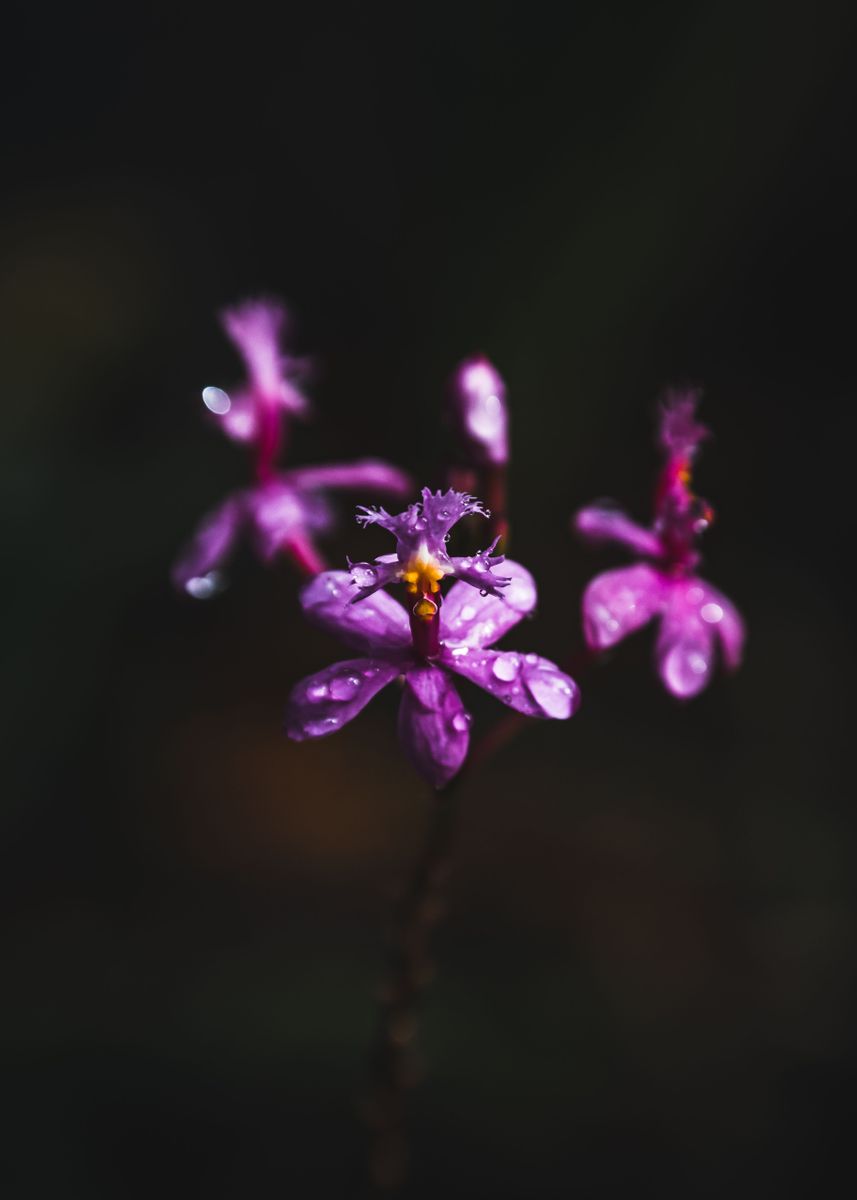 'Epidendrum in pink' Poster, picture, metal print, paint by Nicole ...