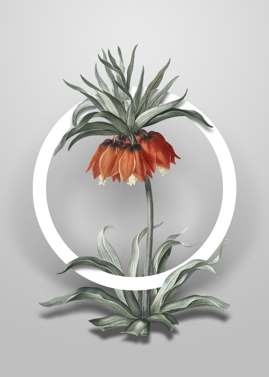 Fritillaries Flower Circle' Poster, picture, metal print, paint by