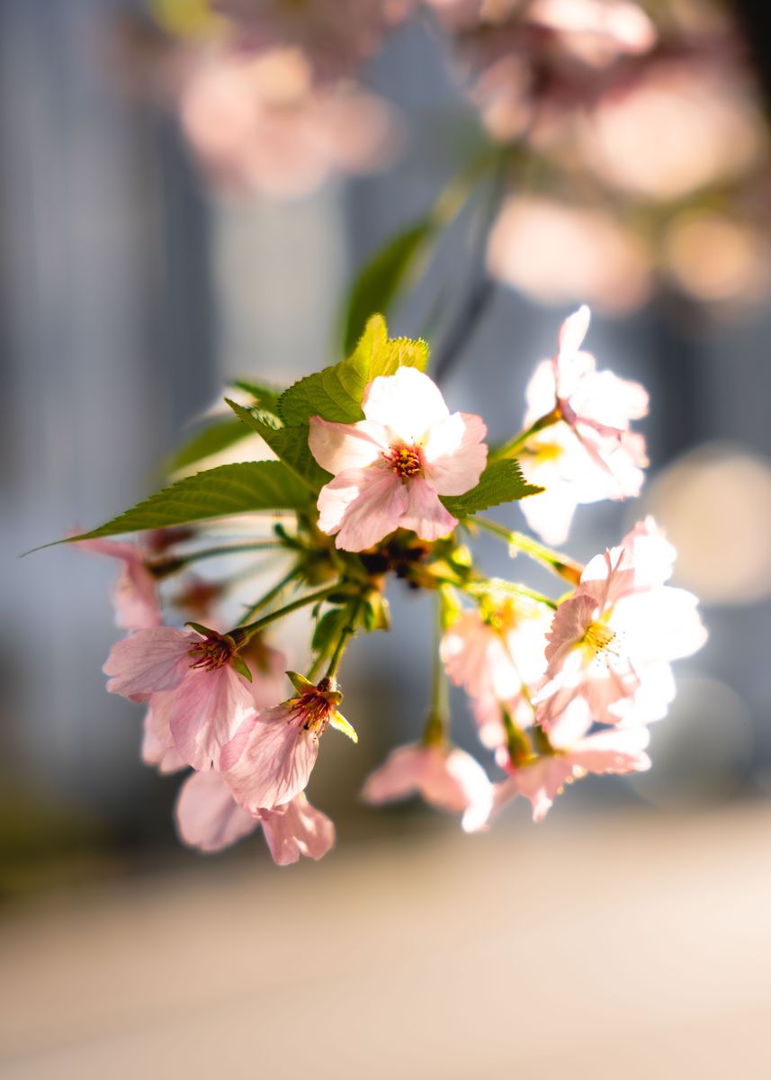 'sakura flower' Poster by nicolas stempien lauff | Displate