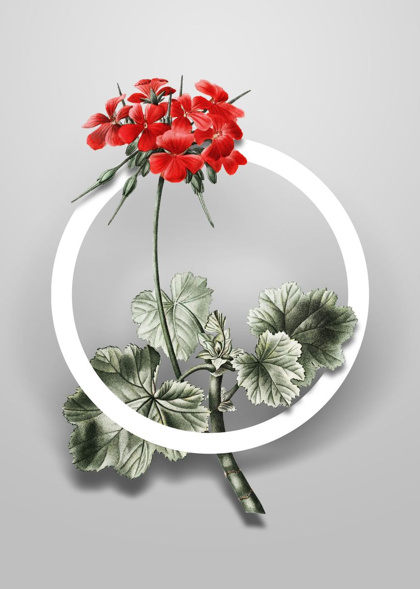'Scarlet Geranium Flower' Poster, picture, metal print, paint by Holy ...