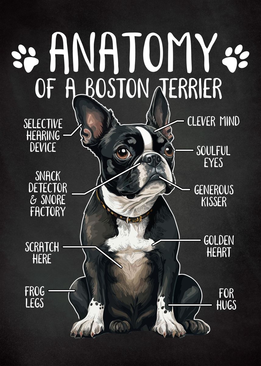 'Anatomy Boston Terrier Dog' Poster, picture, metal print, paint by ...