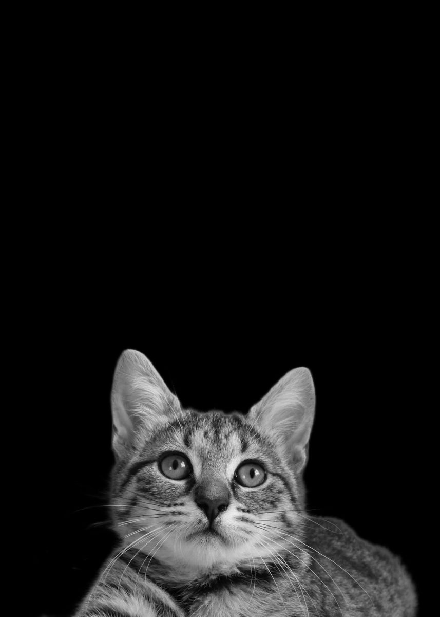 ‘Cat Mom’ Poster by Batrisyia Rania Fitri | Displate