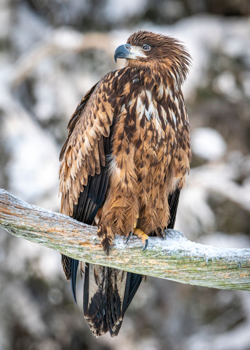 'Young eagle' Poster, picture, metal print, paint by Jonas Stenberg ...