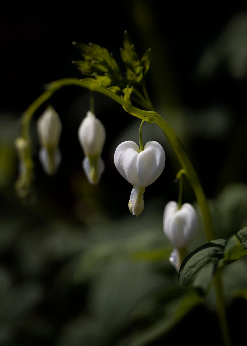 'White heart flowers, macro' Poster, picture, metal print, paint by ...