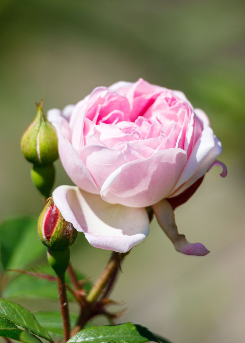 Giuseppe Roses 'Macro of a rose' Poster, picture, metal print, paint by Giuseppe ...