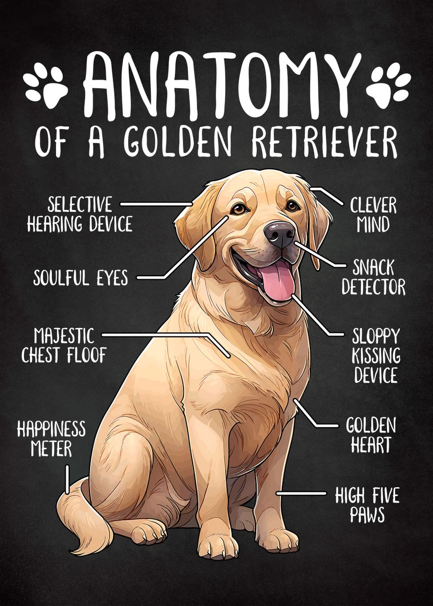 'Golden Retriever Anatomy' Poster, picture, metal print, paint by ...