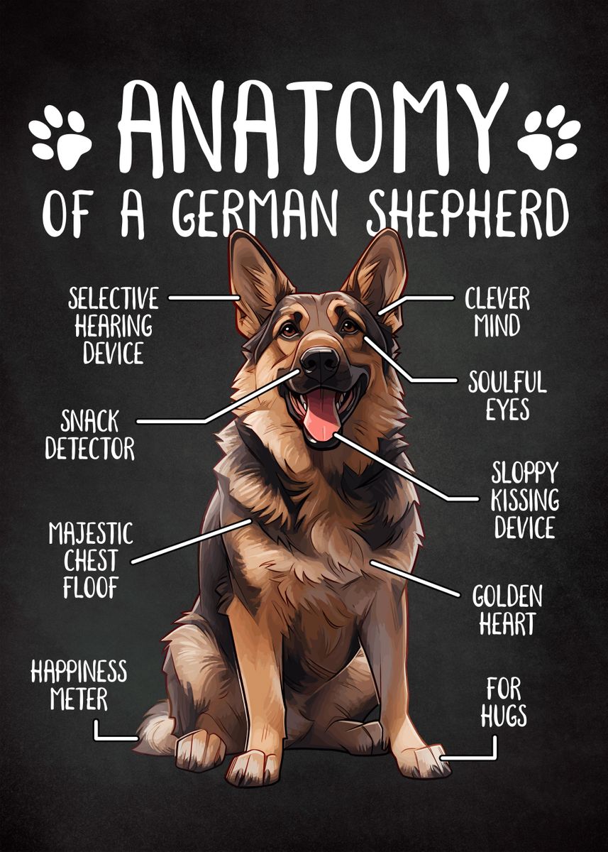 'German Shepherd Anatomy' Poster, picture, metal print, paint by ...