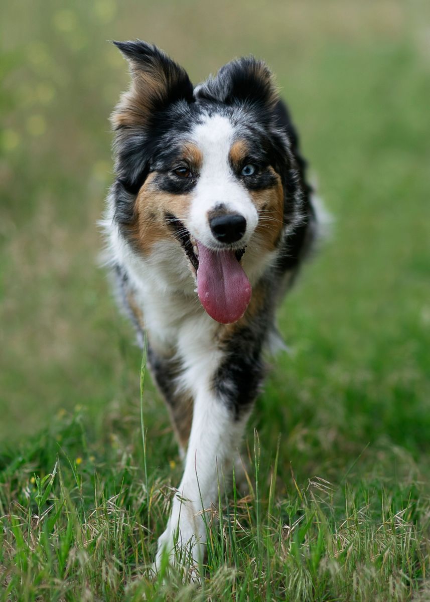 'Border Collie' Poster, picture, metal print, paint by MyLuckyCharms ...