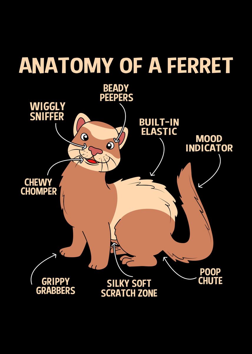 'Ferret Anatomy' Poster, picture, metal print, paint by FunnyGifts