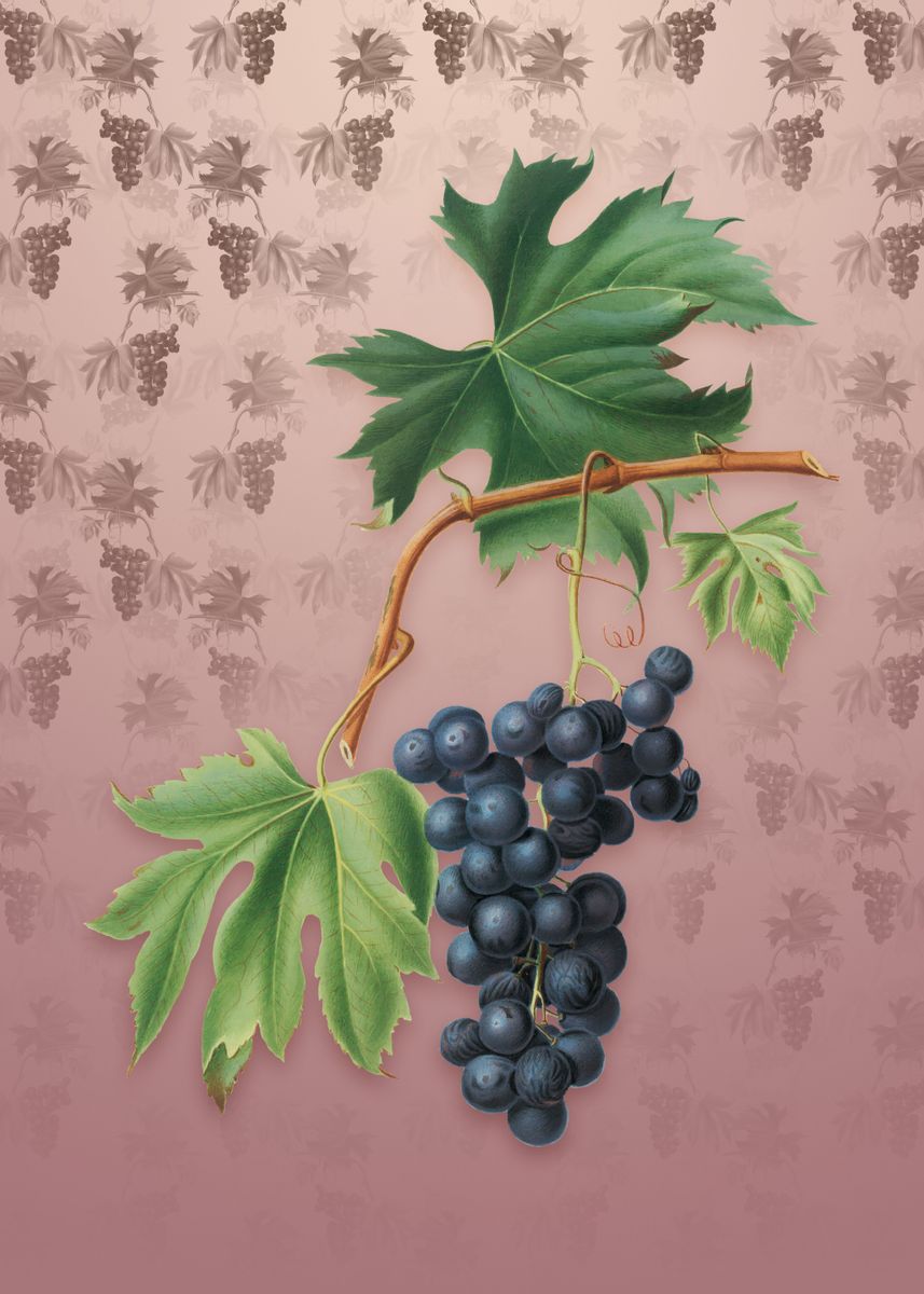 Grape Poster 'Vintage Brachetto Grape' Poster by Holy Rock Design | Displate