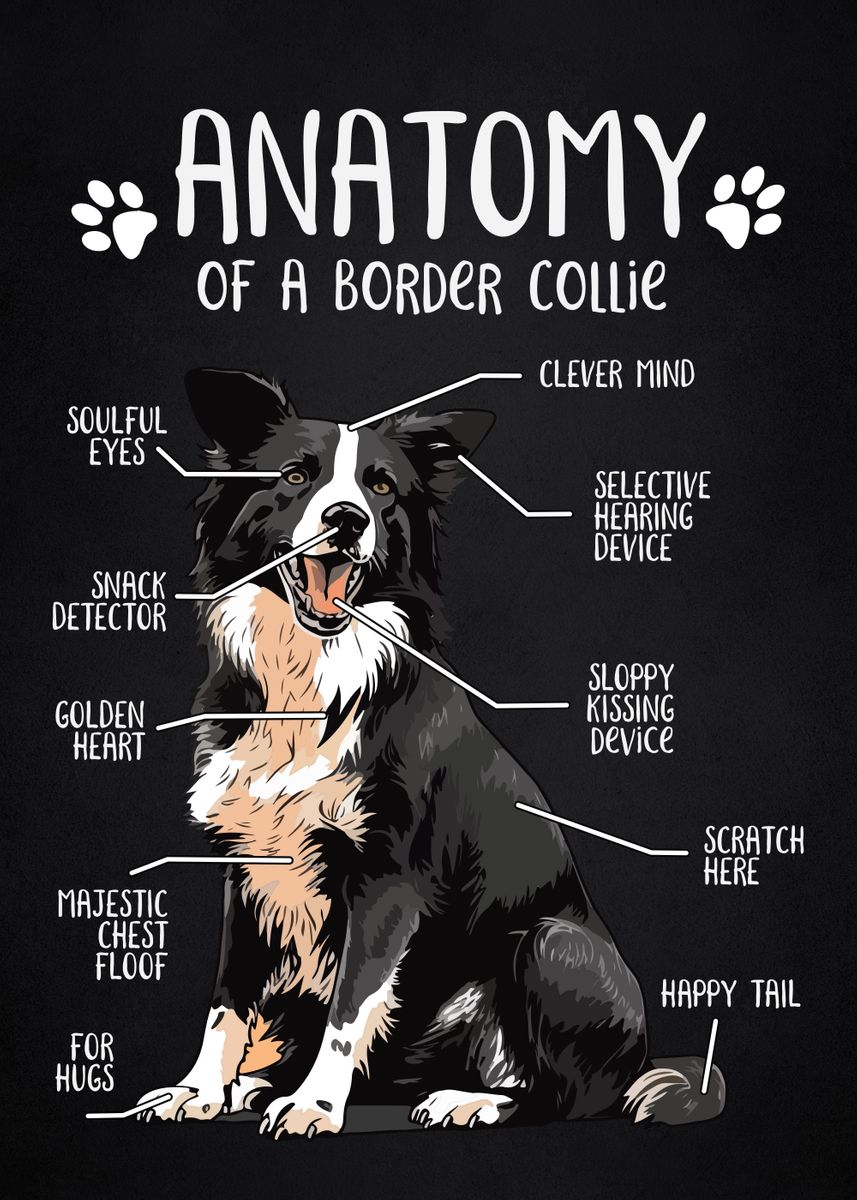 'Anatomy of collie' Poster, picture, metal print, paint by Motivational ...