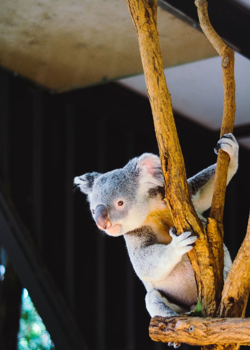 'KOALA' Poster, picture, metal print, paint by PRIMNEPTI LERT | Displate